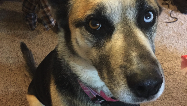 advocates-in-action-callout-1